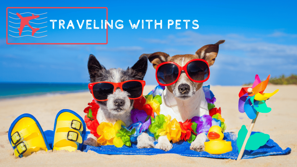 American Medical Staffing,, two small dogs laying on a towel on the beach wearing lays and sunglasses